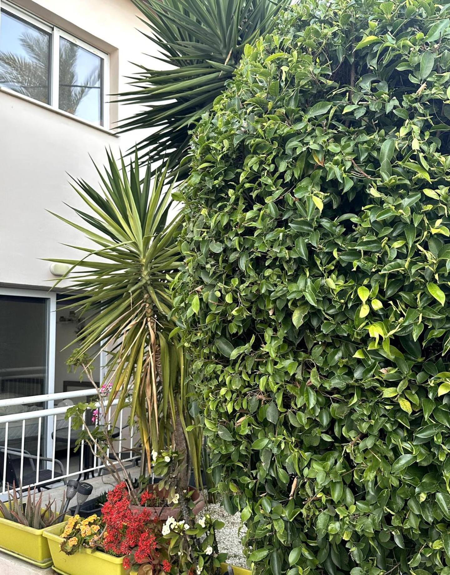 Olymbos Garden Apartment IV Айя Напа Екстериор снимка
